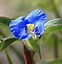 Image result for Blue Flowers in Brazil