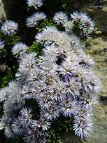 Image result for Globularia repens Pygmaea