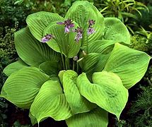 Image result for Hosta Sum and Substance