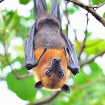 Image result for Fruit Bat Sleeping