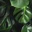 Image result for Tropical Leaves iPhone 11 Wallpaper