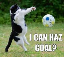 Image result for Funny Cat Soccer Memes