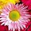 Image result for Floral Cell Phone Wallpaper