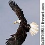 Image result for Soaring Eagle Pictures Free