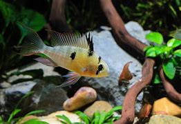 Image result for Bolivian Ram Fish