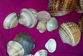 Image result for Coquillage Bleu