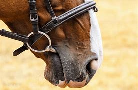 Image result for Rare Horse Bits