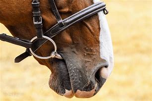 Image result for Very Aggresive Horse Bits