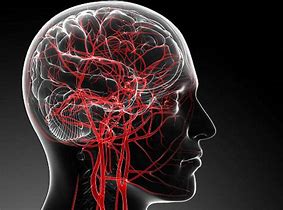 Image result for Brain Blood Circulation
