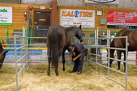 Image result for 10 Horses