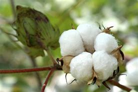 Image result for Cotton Plant Fibres