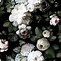 Image result for Dark Floral Wallpaper Large