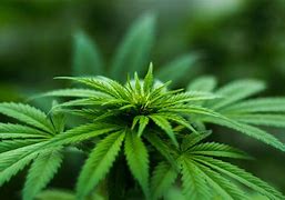 Image result for Weed Wallpapers 4K