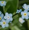 Image result for Child in a Field of Forget Me Nots