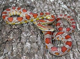 Image result for Miami Corn Snake