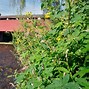 Image result for Covered Bridges Lehigh Valley PA