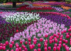 Image result for Tulip Festival Photography