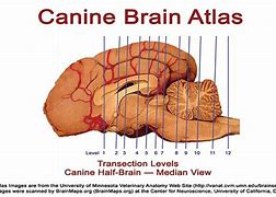 Image result for Dog Brain Diagram