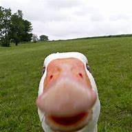 Image result for Duck in Camera Meme