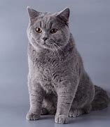 Image result for British Blue Cat