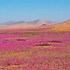 Image result for Bushes in Desert
