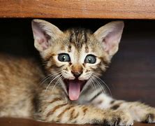 Image result for Funny Cat Face RT Work