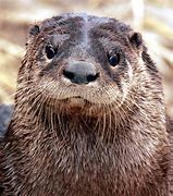 Image result for American River Otter