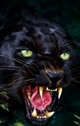 Image result for Angry Black Panther
