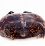 Image result for Ugly Frog Meme Galaxy