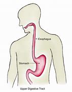 Image result for Esophagus