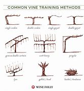 Image result for Grape Vine Training