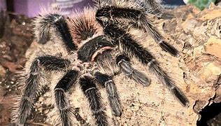 Image result for Male Salmon Pink Birdeater
