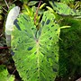 Image result for Colocasia esculenta Mojito