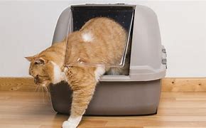 Image result for Fat Cat Box