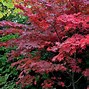 Image result for Plant Japanese Maple Trees