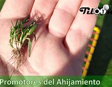 Image result for ahijwmiento