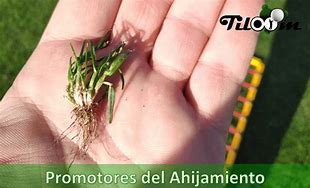 Image result for ahijamiento