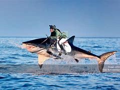Image result for Great White Sharks Jumping