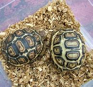 Image result for Geochelone pardalis