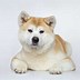 Image result for Akita Dog Puppy