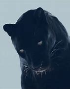 Image result for Black Panther Addidas