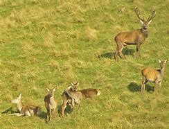 Image result for Irish Red Deer