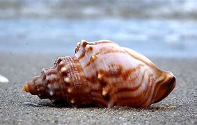 Image result for Sea Shell Animals