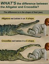 Image result for Difference Between Alligator and Crocodile Joke