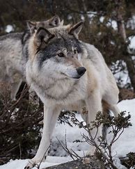 Image result for Norway Wolves