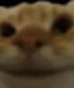 Image result for Blurry Cat Meme