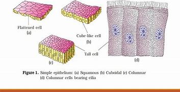 Image result for Epithelial Cells Sensory Photos