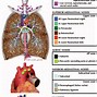 Image result for Lung Cancer Staging