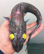 Image result for Weird Fish