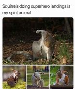 Image result for Funny Squirrel Memes
